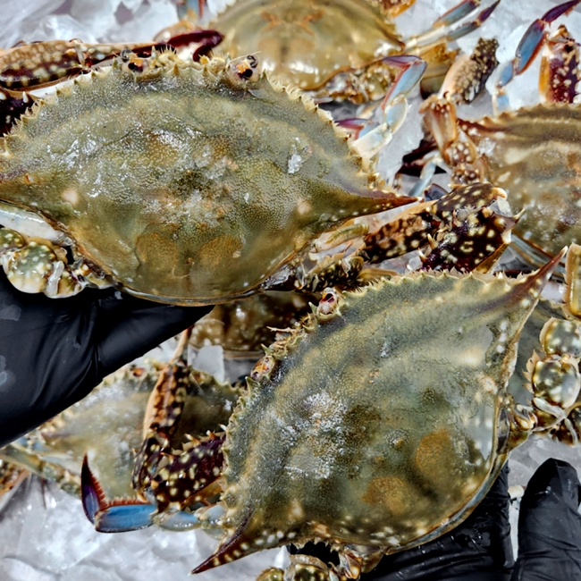 연평도 급냉 암꽃게 1kg (3~5미)