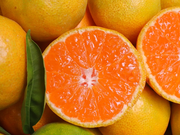 제주도 타이벡 감귤 로얄과(2S-M) 2kg / 3kg / 5kg / 10kg