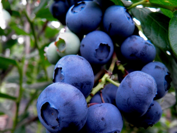 생블루베리 125g (18mm)