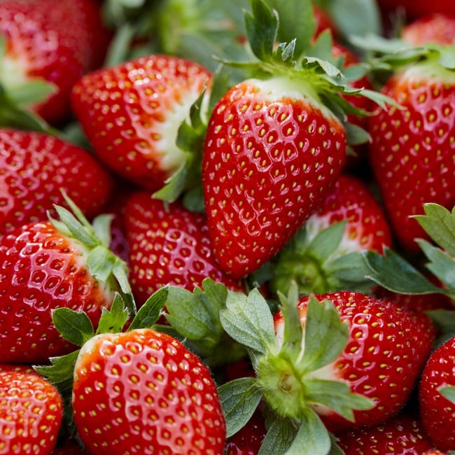 경북 고령 설향딸기 중과(상)700g 40과