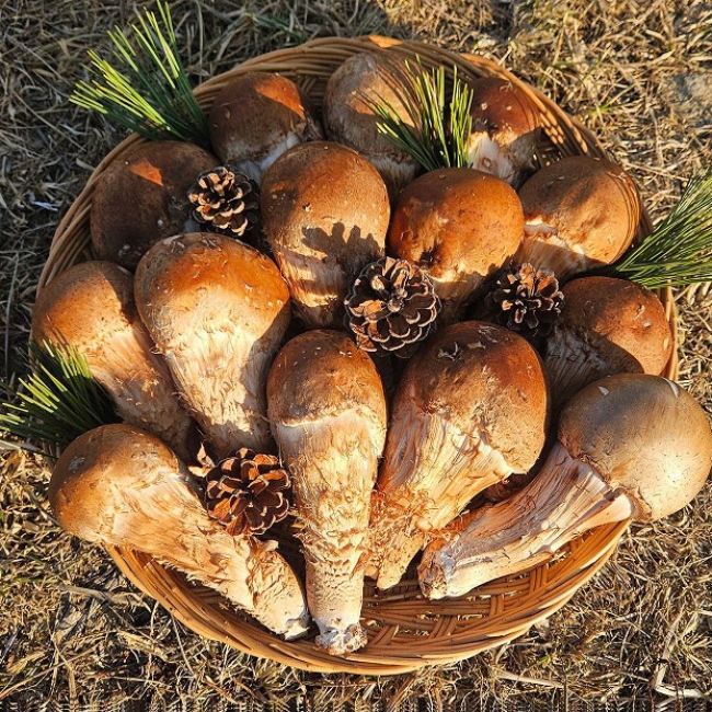 참송이버섯 2kg 당일수확 농장직송 특대 프리미엄 선물용 최상품+부직포가방