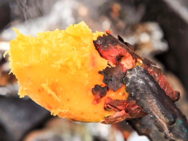 해남 꿀밤고구마 한입 3kg / 5kg / 10kg