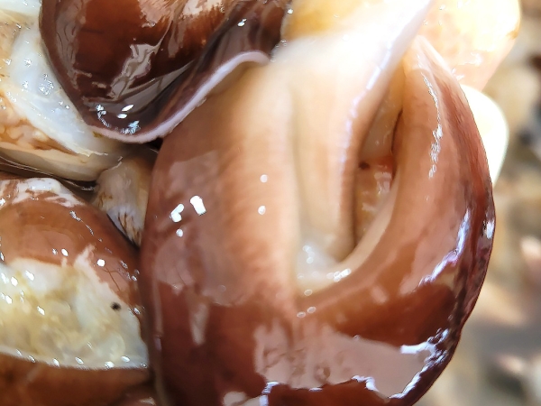 여수 검정새조개 200g