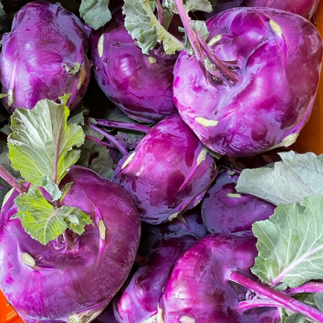 제주콜라비(정품대과) 3kg / 5kg / 10kg