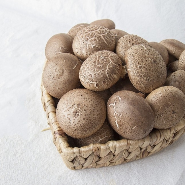 생표고버섯1kg(중품)