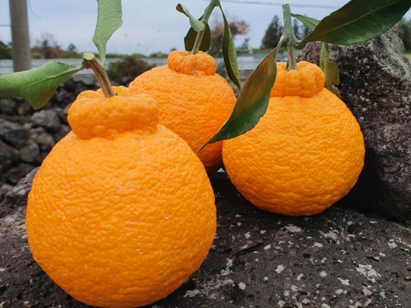 한라봉 중과  2kg / 3kg / 5kg