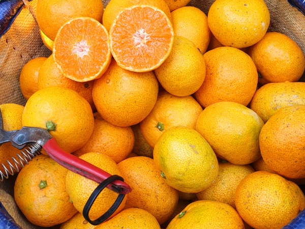 노지감귤 소과(2S) 2kg / 3kg / 5kg / 10kg