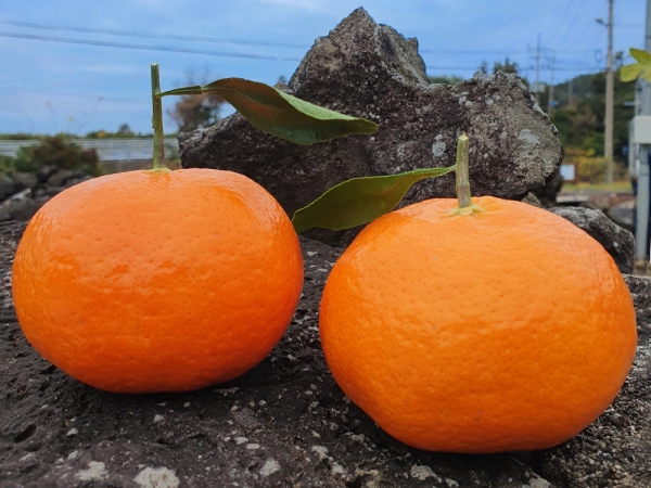 제주도 레드향 중과  2kg / 3kg / 5kg