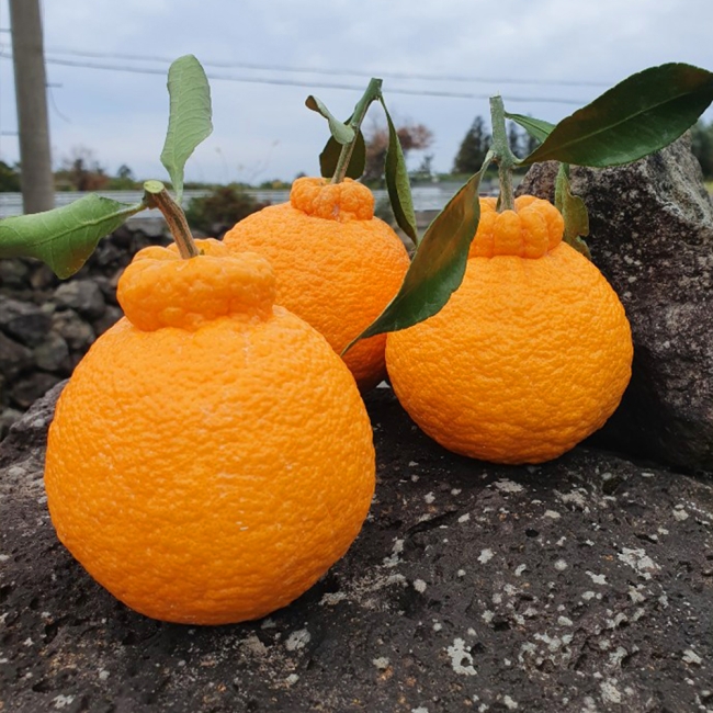 (선물용) 한라봉 3kg(7-14과) / 5kg(11-20과)