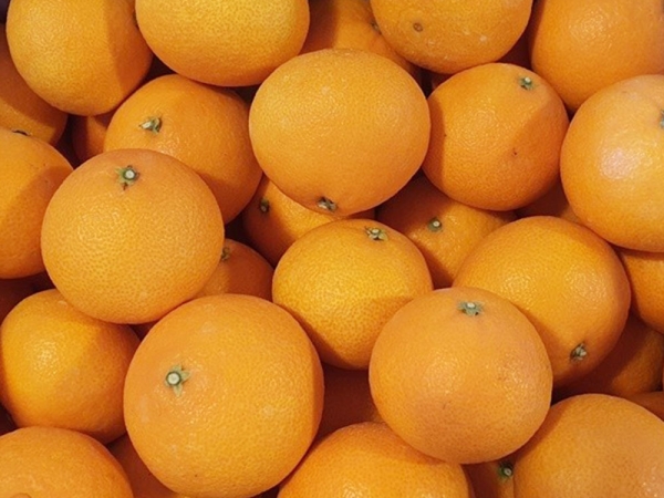 정품 황금향 대과 2kg / 3kg / 5kg