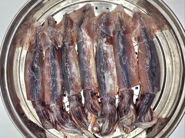국내산 생물 급냉 통찜용오징어1kg (1kg내외  7~8미)